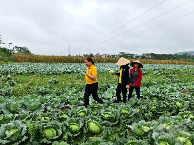 Khỏe cây, khỏe đất, khỏe người từ mô hình IPM