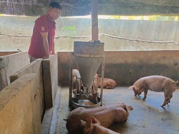 Nhận diện và kiểm soát hiệu quả bệnh dịch tả lợn Châu Phi