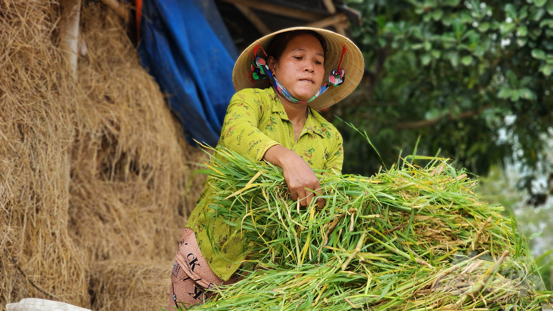 Nuôi dê nhốt chuồng thích ứng khí hậu ven biển