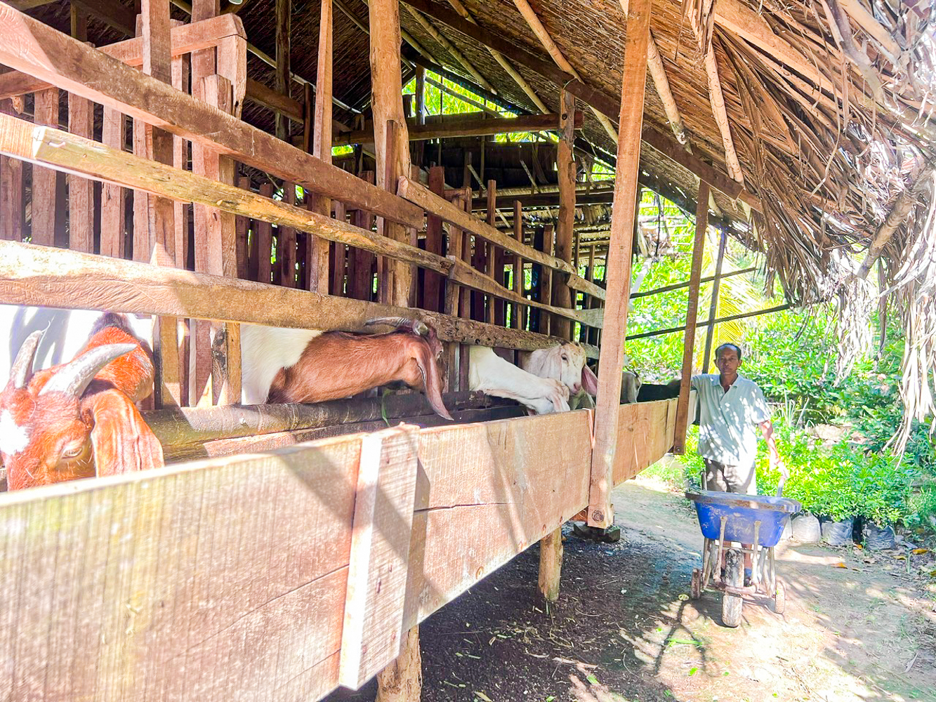 Nuôi dê nhốt chuồng thích ứng khí hậu ven biển