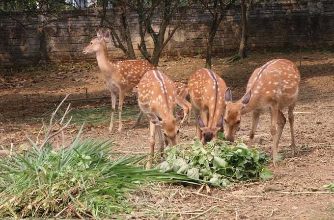 Nuôi hươu sao, đầu ra ổn định, thu nhập cao
