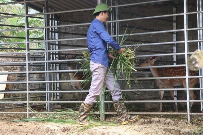 Nuôi hươu sao, đầu ra ổn định, thu nhập cao