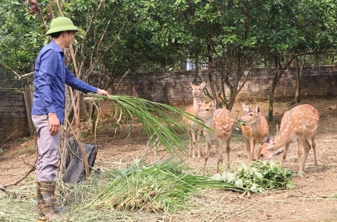 Nuôi hươu sao, đầu ra ổn định, thu nhập cao