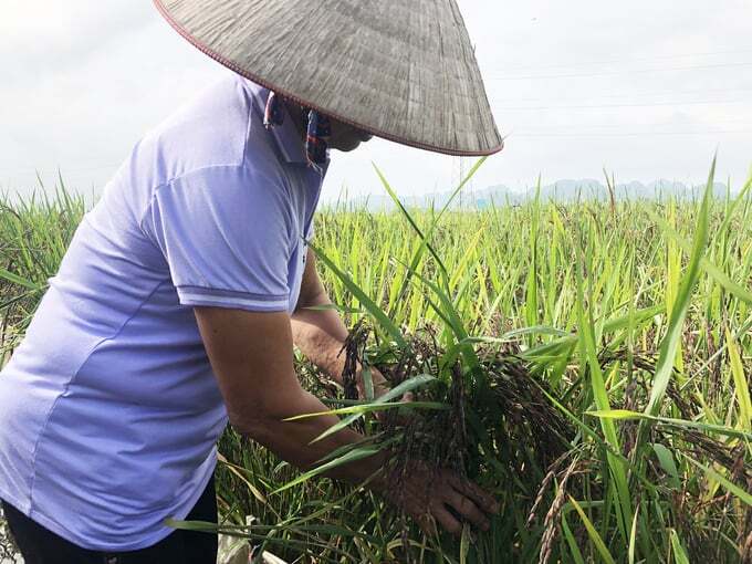 Phát triển lúa thảo dược kết hợp du lịch nông nghiệp
