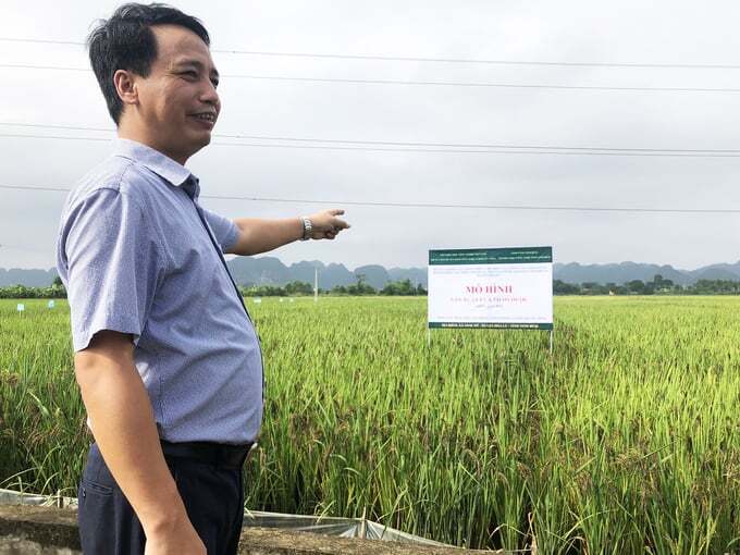 Phát triển lúa thảo dược kết hợp du lịch nông nghiệp