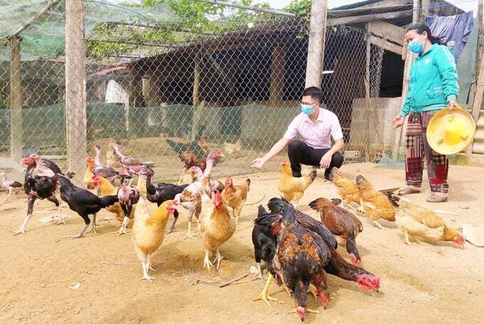 Tạo lá chắn bảo vệ đàn vật nuôi