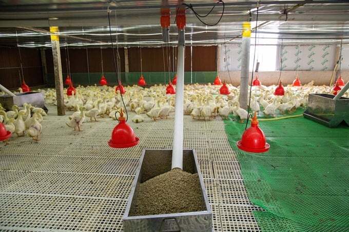 Trang trại bò, vịt lớn nhất đất mỏ