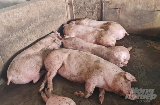 Vì sao 96 tỷ đồng chưa đến tay người chăn nuôi Nghệ An?