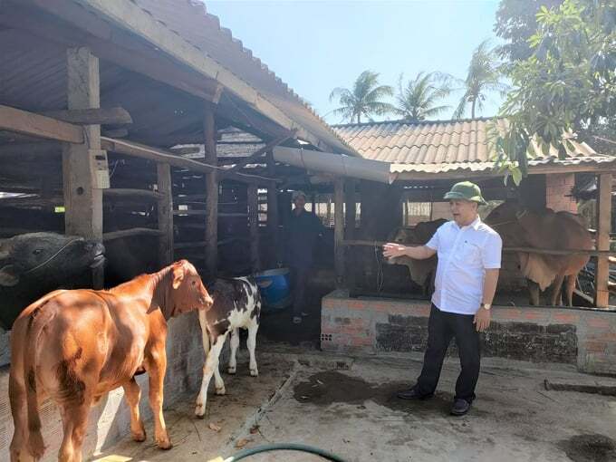 Xã nuôi bò vỗ béo và bí quyết vượt qua khủng hoảng