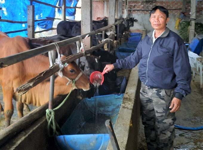 Xã nuôi bò vỗ béo và bí quyết vượt qua khủng hoảng