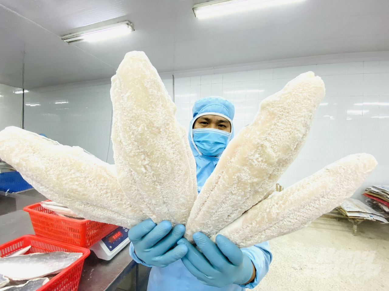 Xuất khẩu cá tra trên đà hồi phục