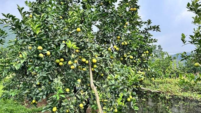 Chuyển mạnh sang hướng hữu cơ, cam Vũ Quang ngày càng được giá