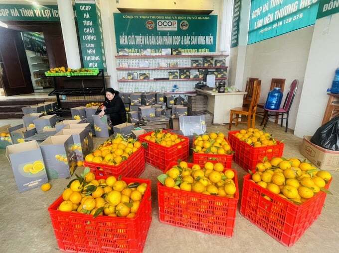 Chuyển mạnh sang hướng hữu cơ, cam Vũ Quang ngày càng được giá