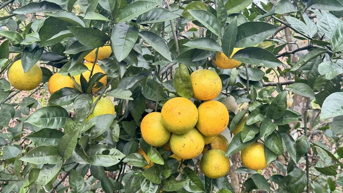 Chuyển mạnh sang hướng hữu cơ, cam Vũ Quang ngày càng được giá