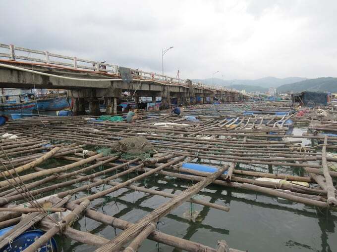 Con hàu tạo sinh kế cho hàng trăm hộ dân Sa Huỳnh