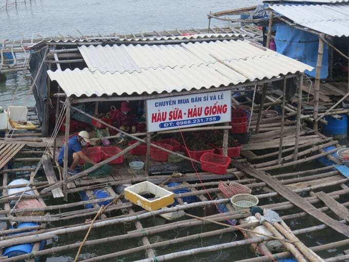 Con hàu tạo sinh kế cho hàng trăm hộ dân Sa Huỳnh