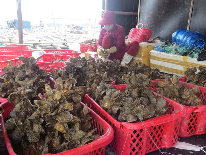 Con hàu tạo sinh kế cho hàng trăm hộ dân Sa Huỳnh