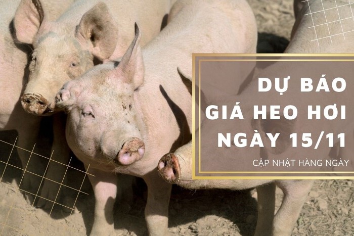 Dự báo giá heo hơi ngày 15/11: Tiếp tục giảm trên diện rộng?