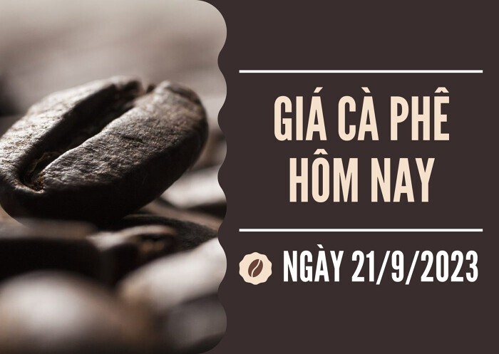 Giá cà phê hôm nay 21/9: Giảm 500 đồng/kg trên diện rộng