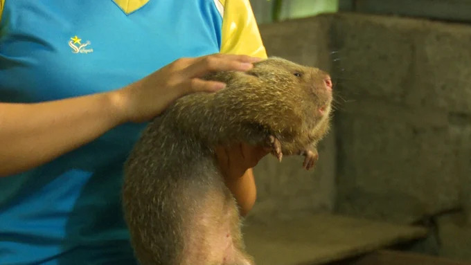 Giá dúi thương phẩm tăng lên 300.000 đồng/kg