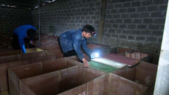 Giá dúi thương phẩm tăng lên 300.000 đồng/kg