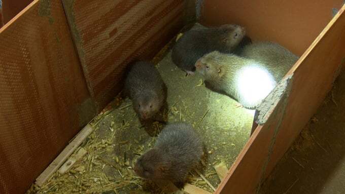 Giá dúi thương phẩm tăng lên 300.000 đồng/kg