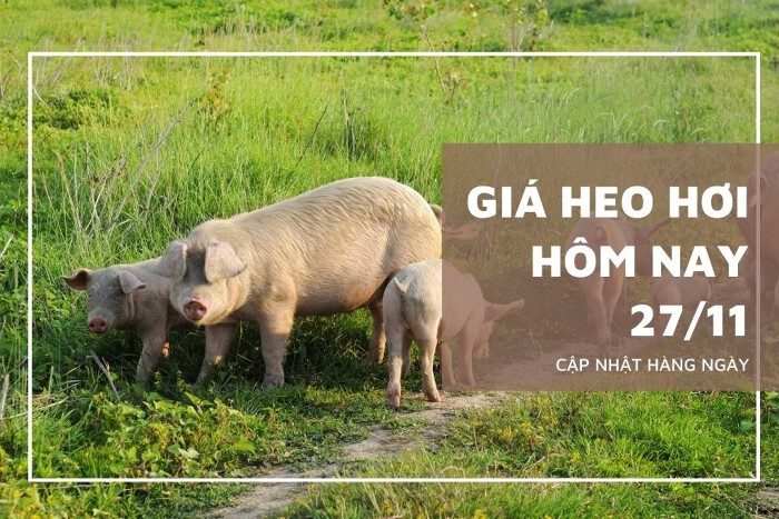 Giá heo hơi hôm nay 27/11: Cao nhất 53.000 đồng/kg Giá heo hơi hôm nay 27/11: Cao nhất 53.000 đồng/kg
