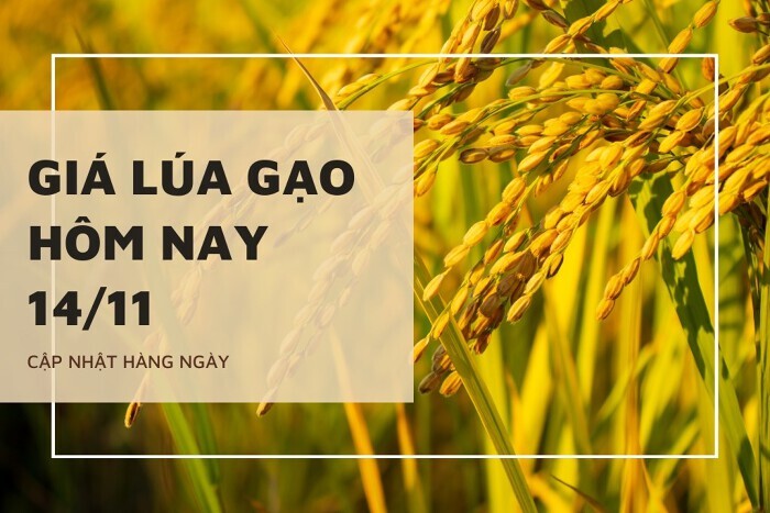 Giá lúa gạo hôm nay 14/11: Thị trường lặng sóng