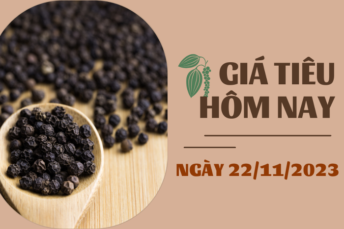 Giá tiêu hôm nay 22/11: Tăng đồng loạt, vượt ngưỡng 71.000 đồng/kg
