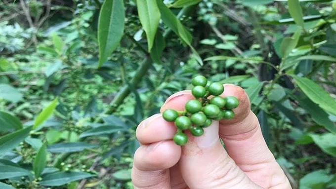 Giá tiêu hôm nay 27/11/2023: Lượng gia vị xuất khẩu của Việt Nam tăng mạnh