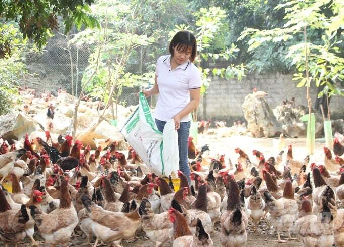 Hòa Bình ấm no nhờ chăn nuôi an toàn toàn sinh học: Gà Lạc Thủy trụ vững nhờ liên kết theo chuỗi