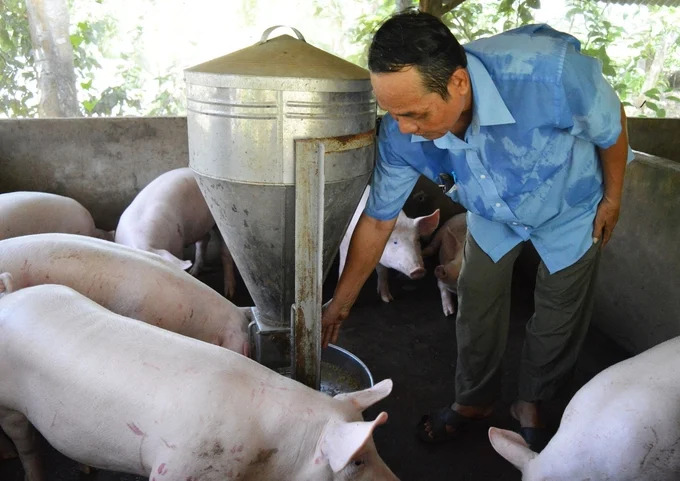 Nguy cơ tái phát dịch tả heo Châu Phi dịp cuối năm