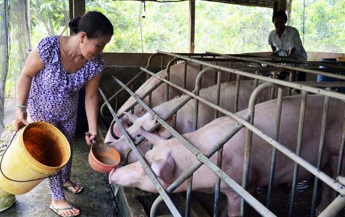 Nguy cơ tái phát dịch tả heo Châu Phi dịp cuối năm