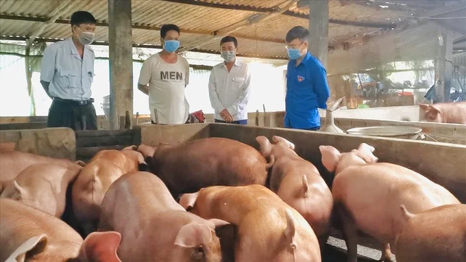 Nguy cơ tái phát dịch tả heo Châu Phi dịp cuối năm