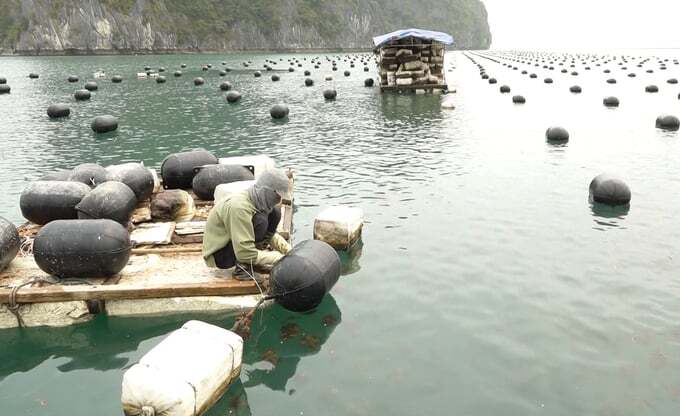 Nhiều địa phương chưa có quy hoạch vùng nuôi