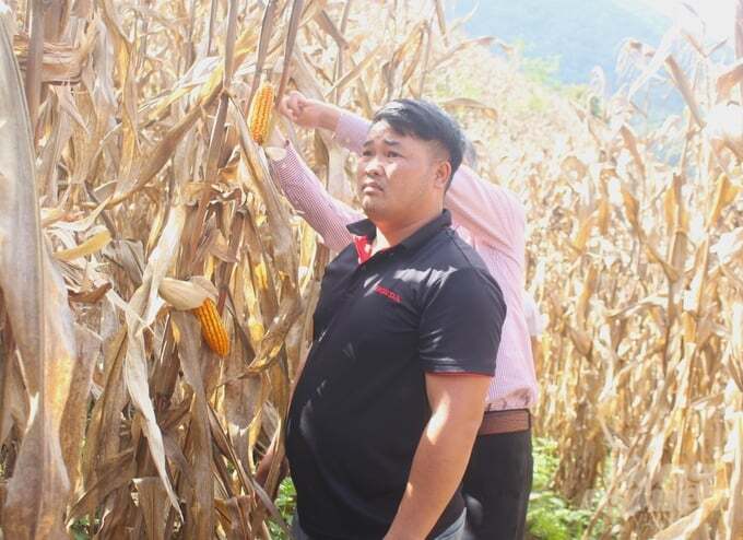 Thời tiết bất lợi, ngô Sơn La giảm năng suất