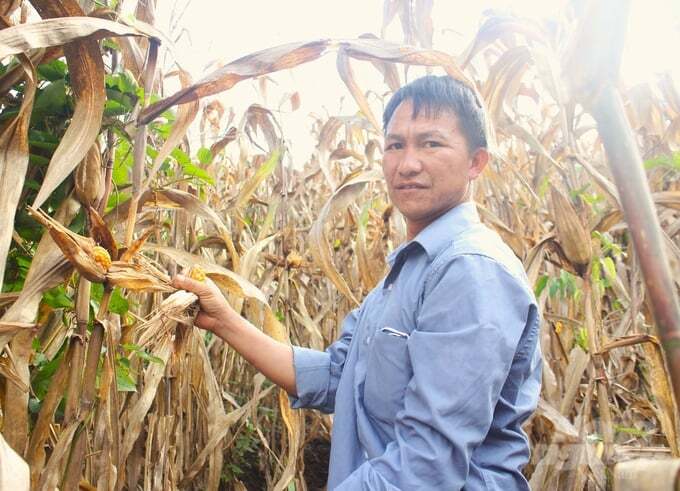 Thời tiết bất lợi, ngô Sơn La giảm năng suất