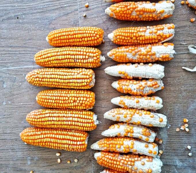 Thời tiết bất lợi, ngô Sơn La giảm năng suất