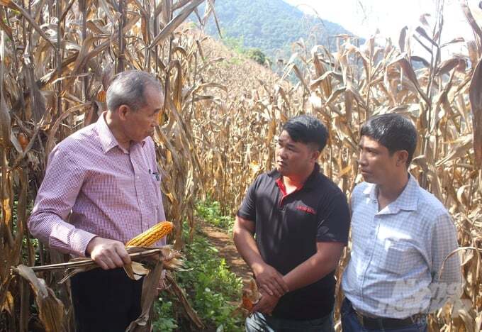 Thời tiết bất lợi, ngô Sơn La giảm năng suất