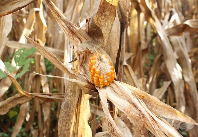 Thời tiết bất lợi, ngô Sơn La giảm năng suất