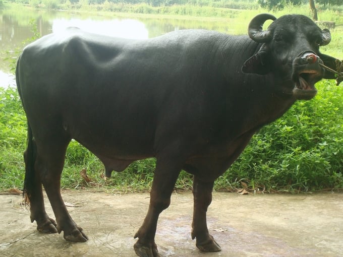 Tuyệt kỹ thụ tinh nhân tạo cho trâu