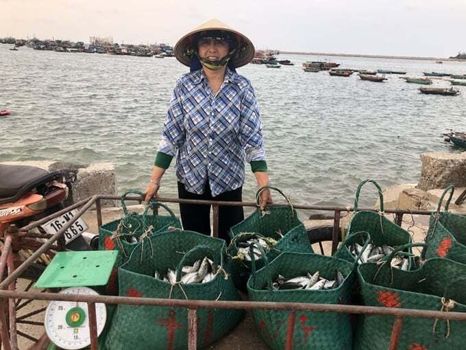 Cá nổi nhỏ còn nhiều tiềm năng khai thác ở biển Việt Nam