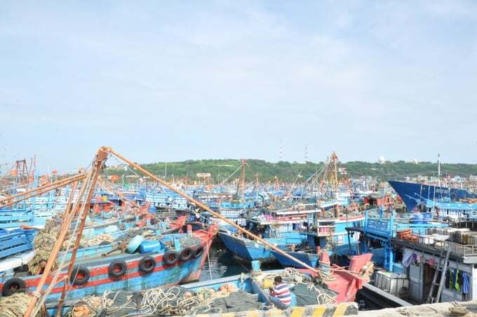 Cá nổi nhỏ còn nhiều tiềm năng khai thác ở biển Việt Nam