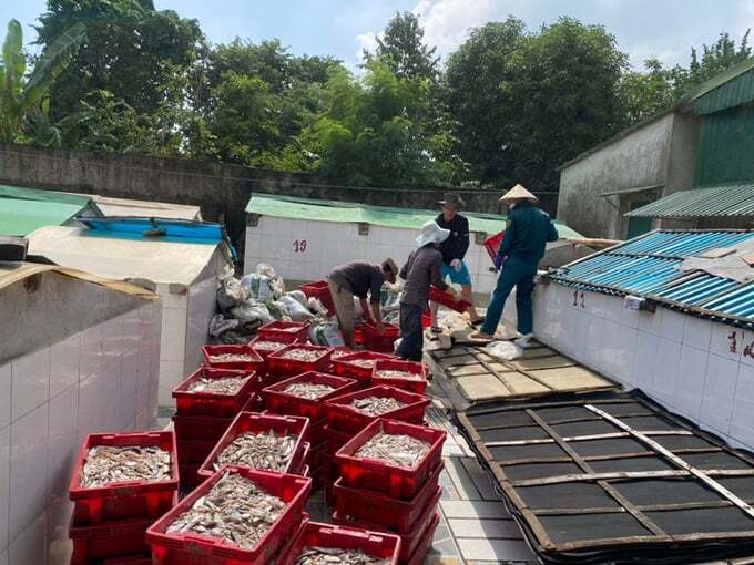 Cá nổi nhỏ còn nhiều tiềm năng khai thác ở biển Việt Nam