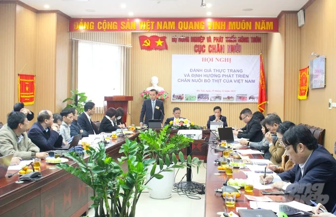 Chăn nuôi bò thịt đang rất khó khăn