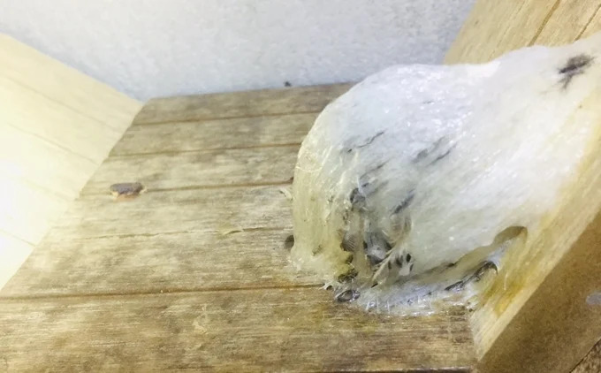 Để tổ yến đáp ứng chất lượng thị trường xuất khẩu