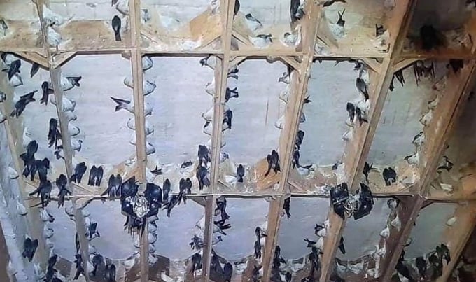 Để tổ yến đáp ứng chất lượng thị trường xuất khẩu