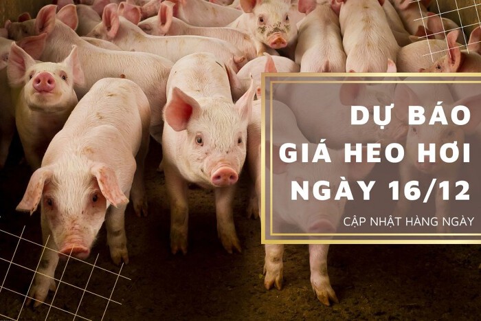Dự báo giá heo hơi ngày 16/12: Các địa phương tiếp tục đi ngang?