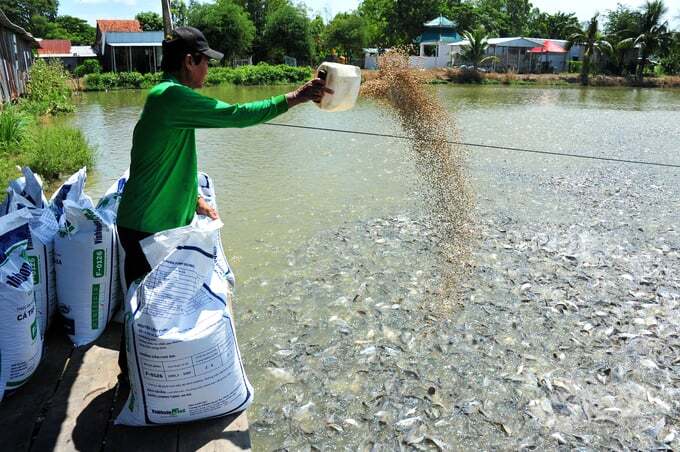 Dự báo sản lượng cá tra năm 2024 tăng 2,8%