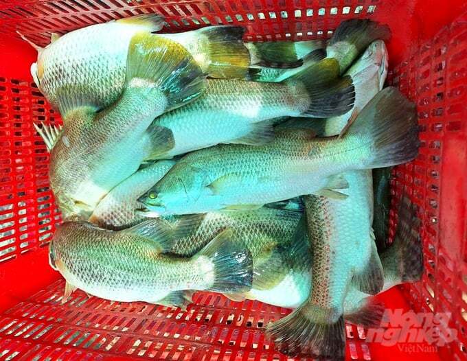 Giá cá chẽm tụt dốc, thương lái bỏ cọc chẳng màng thu mua